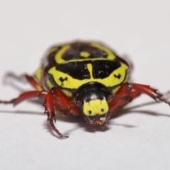 Eupoecila australasiae at Evatt, ACT - 1 Mar 2020 04:55 PM