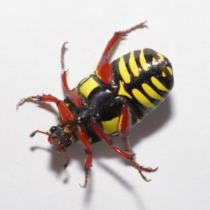 Eupoecila australasiae at Evatt, ACT - 1 Mar 2020