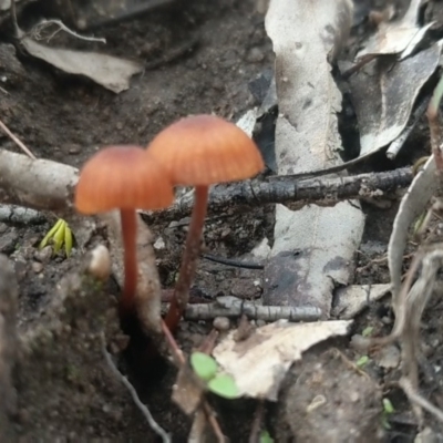 Unidentified Fungus at Woodlands - 10 Mar 2020 by Margot
