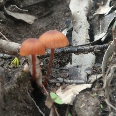 Unidentified Cup or disk - with no 'eggs' at Woodlands, NSW - 10 Mar 2020 by Margot