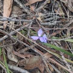 Patersonia sericea var. sericea (Silky Purple-flag) at Woodlands, NSW - 10 Mar 2020 by Margot