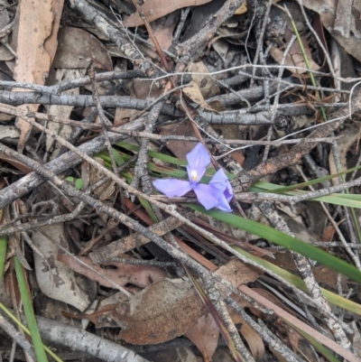 Patersonia sericea var. sericea (Silky Purple-flag) at Woodlands - 10 Mar 2020 by Margot