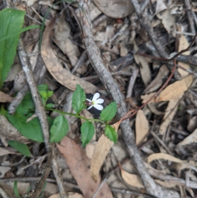 Lobelia purpurascens (White Root) at Woodlands, NSW - 10 Mar 2020 by Margot