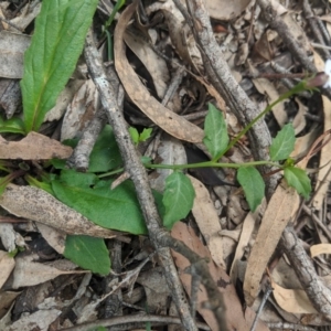 Lobelia purpurascens at Woodlands, NSW - 10 Mar 2020