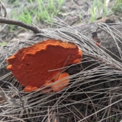 Pycnoporus coccineus at Wingecarribee Local Government Area - 10 Mar 2020 by Margot