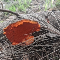 Unidentified Cup or disk - with no 'eggs' (TBC) at - 10 Mar 2020 by Margot