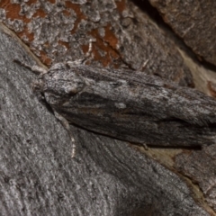 Agriophara platyscia (A Flat-bodied moth (Depressidae) at Hackett, ACT - 15 Apr 2018 by GlennCocking