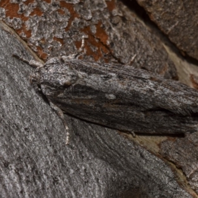 Agriophara platyscia (A Concealer moth) at Black Mountain - 14 Apr 2018 by GlennCocking