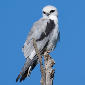 Elanus axillaris at Molonglo River Reserve - 11 Mar 2020