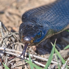 Pseudechis porphyriacus (Red-bellied Black Snake) at Molonglo River Reserve - 10 Mar 2020 by Marthijn