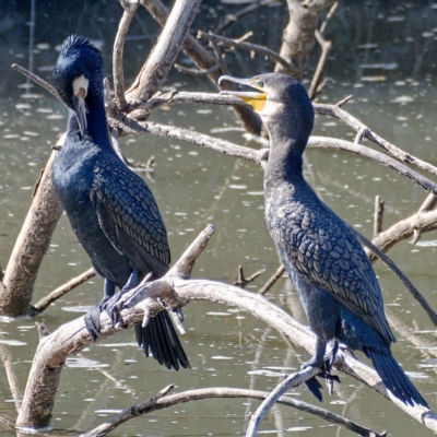 Phalacrocorax carbo (Great Cormorant) at Molonglo Valley, ACT - 10 Mar 2020 by Marthijn