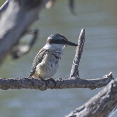 Todiramphus sanctus (Sacred Kingfisher) at Molonglo Valley, ACT - 11 Mar 2020 by Marthijn