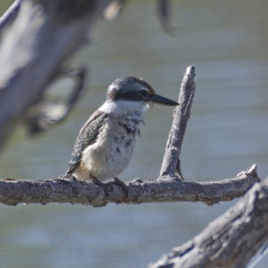 Todiramphus sanctus at Molonglo River Reserve - 11 Mar 2020