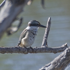 Todiramphus sanctus (Sacred Kingfisher) at Molonglo Valley, ACT - 10 Mar 2020 by Marthijn