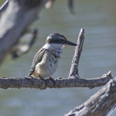 Todiramphus sanctus (Sacred Kingfisher) at Molonglo Valley, ACT - 10 Mar 2020 by Marthijn