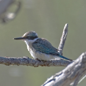 Todiramphus sanctus at Molonglo River Reserve - 11 Mar 2020