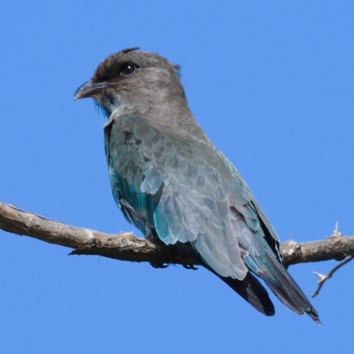 Eurystomus orientalis (Dollarbird) at Molonglo Valley, ACT - 11 Mar 2020 by Marthijn