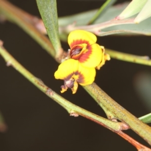 Daviesia mimosoides at Bruce, ACT - 16 Jan 2012