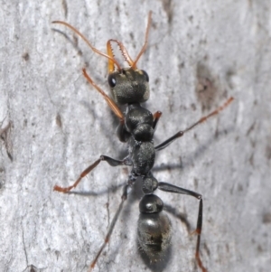 Myrmecia sp., pilosula-group at Majura, ACT - 9 Mar 2020