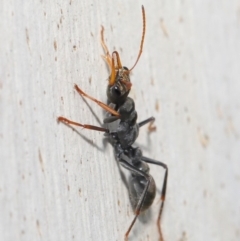 Myrmecia sp., pilosula-group at Majura, ACT - 9 Mar 2020 12:21 PM