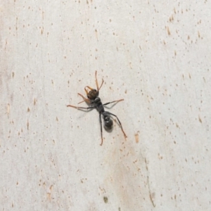 Myrmecia sp., pilosula-group at Majura, ACT - 9 Mar 2020