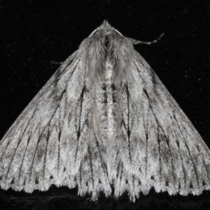 Cyneoterpna wilsoni at Ainslie, ACT - 1 Mar 2020