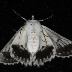 Cyneoterpna wilsoni at Ainslie, ACT - 1 Mar 2020