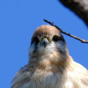 Falco cenchroides at Molonglo River Reserve - 11 Mar 2020