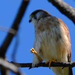 Falco cenchroides at Molonglo River Reserve - 11 Mar 2020