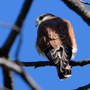 Falco cenchroides at Molonglo River Reserve - 11 Mar 2020 11:05 AM