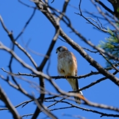 Falco cenchroides at Molonglo River Reserve - 11 Mar 2020 11:05 AM