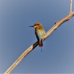 Merops ornatus at Red Hill, ACT - 11 Mar 2020