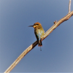 Merops ornatus (Rainbow Bee-eater) at Red Hill Nature Reserve - 10 Mar 2020 by TomT