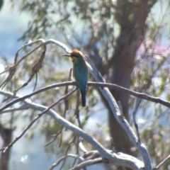 Merops ornatus at Red Hill, ACT - 11 Mar 2020 09:15 AM