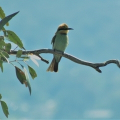 Merops ornatus at Red Hill, ACT - 11 Mar 2020