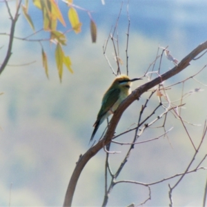 Merops ornatus at Red Hill, ACT - 11 Mar 2020