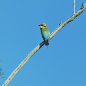 Merops ornatus at Red Hill, ACT - 11 Mar 2020 09:15 AM