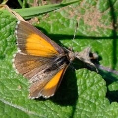 Lucia limbaria (Chequered Copper) at Dunlop, ACT - 11 Mar 2020 by Kurt