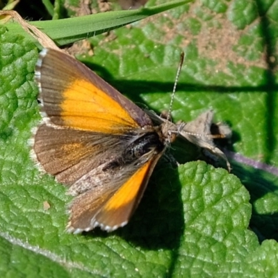 Lucia limbaria (Chequered Copper) at Dunlop, ACT - 11 Mar 2020 by Kurt