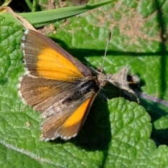 Lucia limbaria (Chequered Copper) at Lower Molonglo - 10 Mar 2020 by Kurt