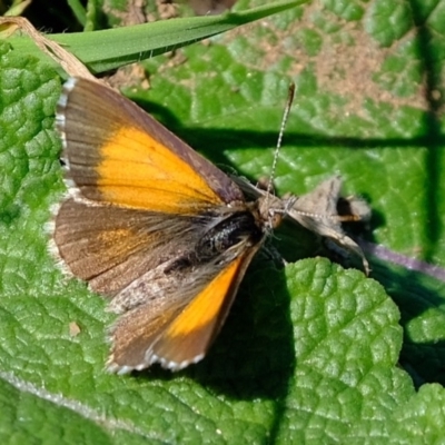 Lucia limbaria (Chequered Copper) at Dunlop, ACT - 10 Mar 2020 by Kurt