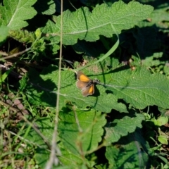 Lucia limbaria at Molonglo River Reserve - 11 Mar 2020