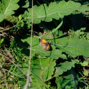 Lucia limbaria at Molonglo River Reserve - 11 Mar 2020