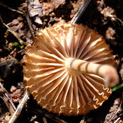 Unidentified Fungus at Molonglo River Reserve - 11 Mar 2020 by Kurt