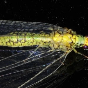 Italochrysa insignis at Ainslie, ACT - 1 Mar 2020