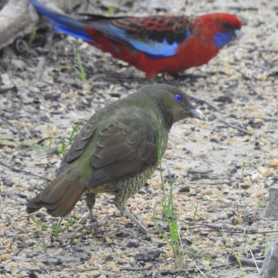 Ptilonorhynchus violaceus (Satin Bowerbird) at Wingecarribee Local Government Area - 10 Mar 2020 by GlossyGal
