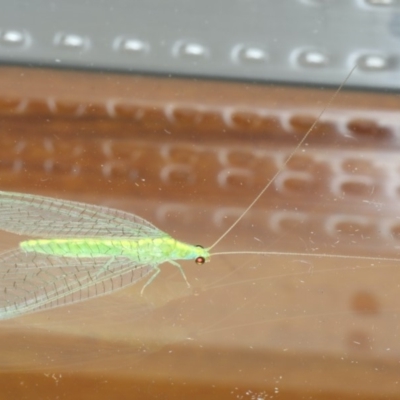 Mallada traviatus (Goldeneye Lacewing) at Ainslie, ACT - 1 Mar 2020 by jbromilow50