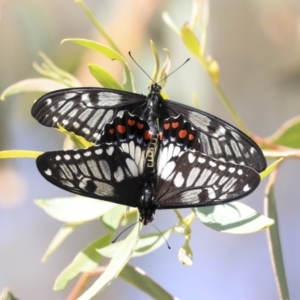 Papilio anactus at Dunlop, ACT - 10 Mar 2020