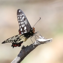 Papilio anactus at Dunlop, ACT - 10 Mar 2020