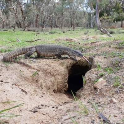 Varanus rosenbergi (Heath or Rosenberg's Monitor) at Mount Ainslie - 11 Mar 2020 by theaoloughlin